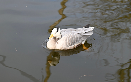 Little White Goose  from Chrome web store to be run with OffiDocs Chromium online