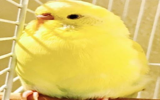 little yellow parrot wallpaper  from Chrome web store to be run with OffiDocs Chromium online