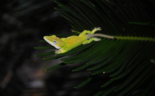 Lizard on the tip of a leaf  from Chrome web store to be run with OffiDocs Chromium online