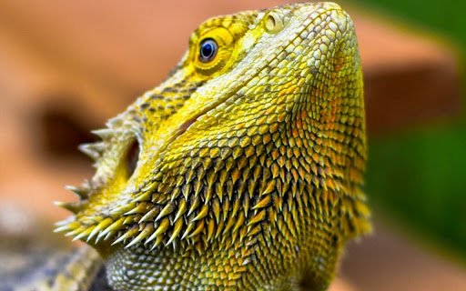 LIZARD Theme  from Chrome web store to be run with OffiDocs Chromium online
