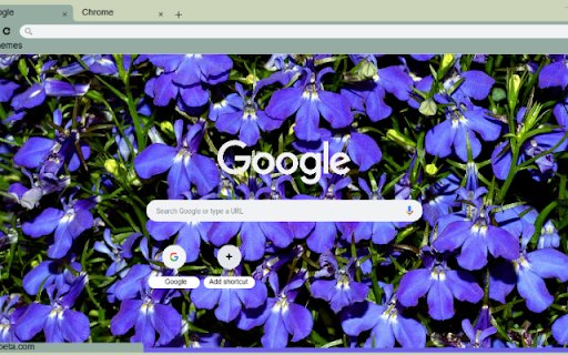 Lobelia  from Chrome web store to be run with OffiDocs Chromium online Lobelia  from Chrome web store to be run with OffiDocs Chromium online