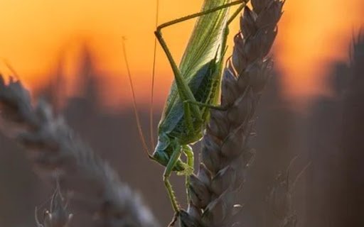 LOCUSTS Theme  from Chrome web store to be run with OffiDocs Chromium online
