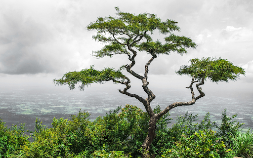 lonely tropical tree valley nelliyampathy hills kerala india  from Chrome web store to be run with OffiDocs Chromium online