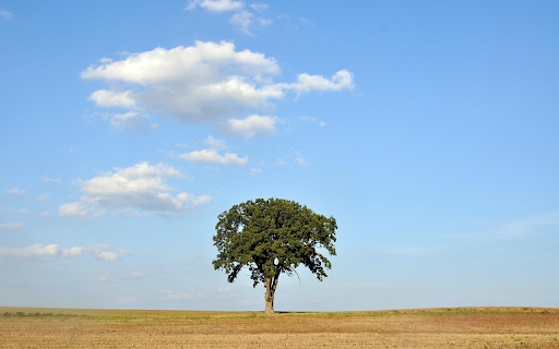 Lone Oak Under Blue Sky  from Chrome web store to be run with OffiDocs Chromium online