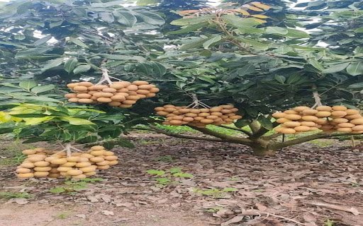 longan tree wallpaper  from Chrome web store to be run with OffiDocs Chromium online
