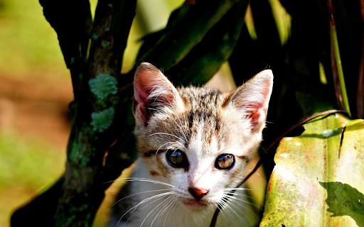 Long bearded kitten  from Chrome web store to be run with OffiDocs Chromium online