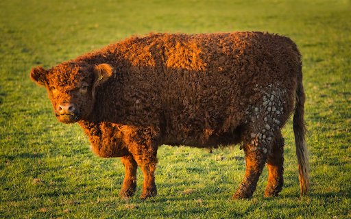 Long haired Cow  from Chrome web store to be run with OffiDocs Chromium online