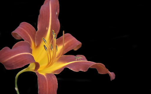 Long petal flowers  from Chrome web store to be run with OffiDocs Chromium online