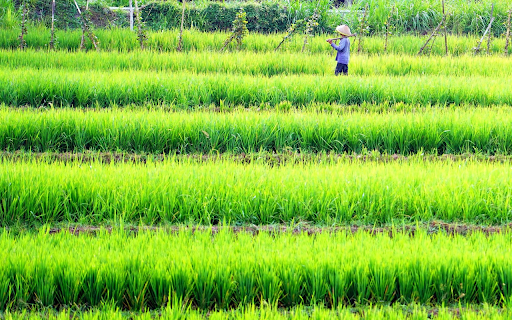 Long, small fields  from Chrome web store to be run with OffiDocs Chromium online