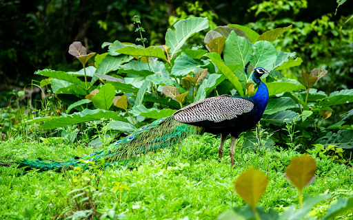 Long tailed Peacock from Chrome web store to be run with OffiDocs Chromium online Long tailed Peacock from Chrome web store to be run with OffiDocs Chromium online