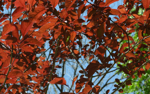 Looking Up Through Red Leaves  from Chrome web store to be run with OffiDocs Chromium online