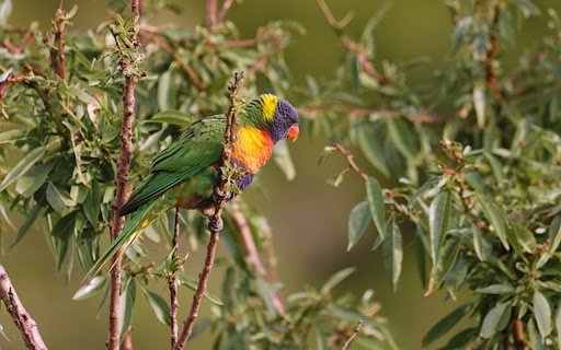 LORIKEET Theme  from Chrome web store to be run with OffiDocs Chromium online