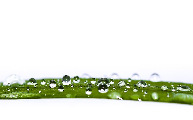 Lots of water drops on green reed  from Chrome web store to be run with OffiDocs Chromium online