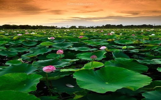 lotus field wallpaper from Chrome web store to be run with OffiDocs Chromium online lotus field wallpaper from Chrome web store to be run with OffiDocs Chromium online