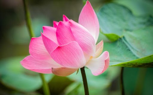 Lotus Pink flower Blooming image  from Chrome web store to be run with OffiDocs Chromium online