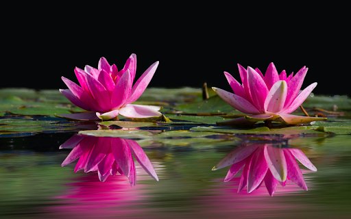 Lotus Reflection Theme  from Chrome web store to be run with OffiDocs Chromium online