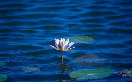 LOTUS Theme  from Chrome web store to be run with OffiDocs Chromium online