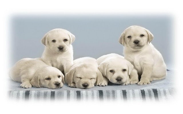 Le panneau de sagesse Lovely Dogs de la boutique en ligne Chrome doit être exécuté avec OffiDocs Chromium en ligne