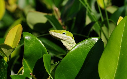 Lovely green lizard  from Chrome web store to be run with OffiDocs Chromium online