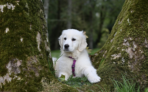 Lovely white dog  from Chrome web store to be run with OffiDocs Chromium online