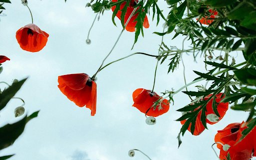 Low Angle Shot of Cardinal Climber Flowers  from Chrome web store to be run with OffiDocs Chromium online