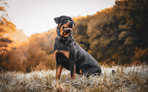 Loyal Guardian in Autumn Light  from Chrome web store to be run with OffiDocs Chromium online