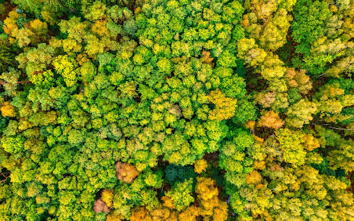 Lush forest from Chrome web store to be run with OffiDocs Chromium online Lush forest from Chrome web store to be run with OffiDocs Chromium online