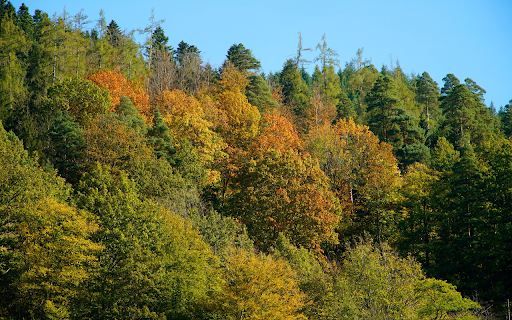 Lush green forest  from Chrome web store to be run with OffiDocs Chromium online