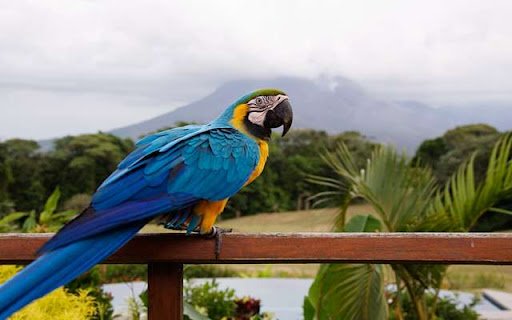 Macaw  from Chrome web store to be run with OffiDocs Chromium online