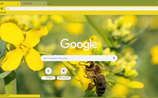 Macro Honey Bee on Flower  from Chrome web store to be run with OffiDocs Chromium online
