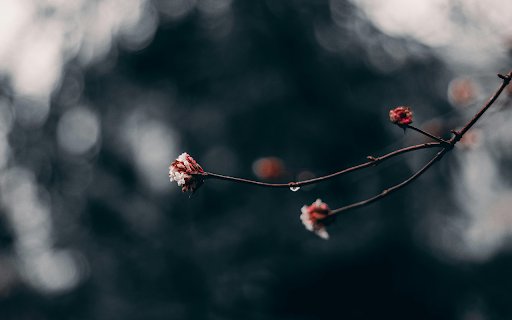 Macro Photography Of Red Flower Buds from Chrome web store to be run with OffiDocs Chromium online Macro Photography Of Red Flower Buds from Chrome web store to be run with OffiDocs Chromium online