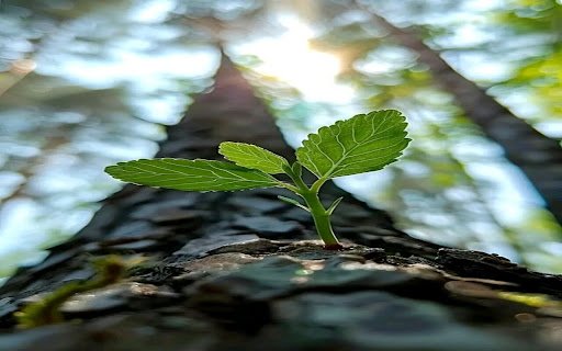 macro tree wallpaper  from Chrome web store to be run with OffiDocs Chromium online