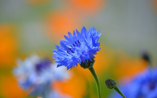 Magical blue flower  from Chrome web store to be run with OffiDocs Chromium online