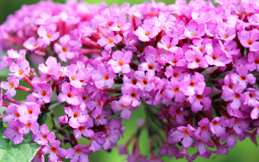 Magnolia Arbuste Fleur Bloom  from Chrome web store to be run with OffiDocs Chromium online