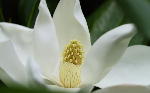 Magnolia flower  from Chrome web store to be run with OffiDocs Chromium online