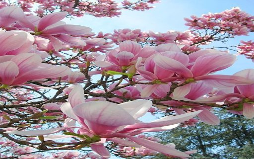 magnolia wallpaper  from Chrome web store to be run with OffiDocs Chromium online