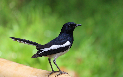 Magpie from Chrome web store to be run with OffiDocs Chromium online Magpie from Chrome web store to be run with OffiDocs Chromium online