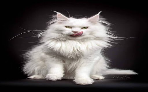 Maine Coon Cat Wallpaper  from Chrome web store to be run with OffiDocs Chromium online