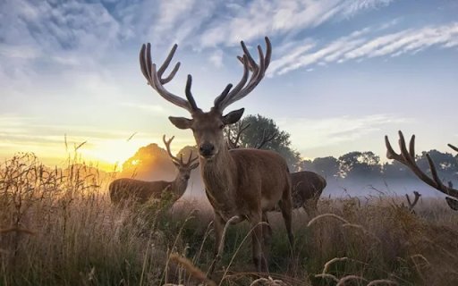 Majestic Deer: The Graceful Guardian of the Forest  from Chrome web store to be run with OffiDocs Chromium online