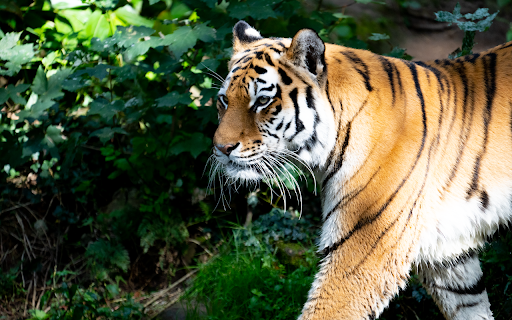 Majestic tiger  from Chrome web store to be run with OffiDocs Chromium online