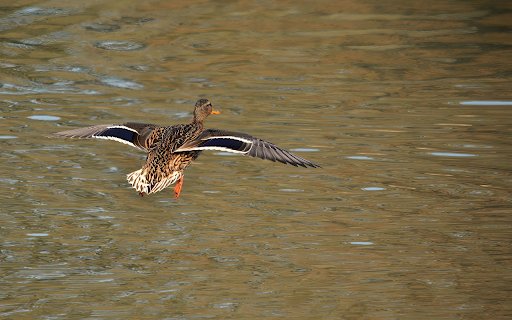 Mallard flying  from Chrome web store to be run with OffiDocs Chromium online
