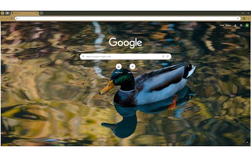 Mallard swimming in rippling reflecting pond  from Chrome web store to be run with OffiDocs Chromium online