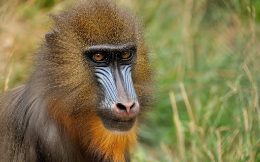 Mandrill from Chrome web store to be run with OffiDocs Chromium online Mandrill from Chrome web store to be run with OffiDocs Chromium online