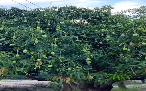 mango tree wallpaper  from Chrome web store to be run with OffiDocs Chromium online