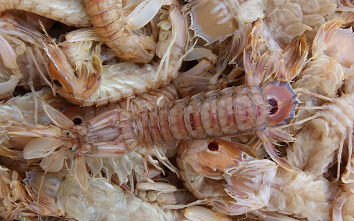 Mantis shrimp  from Chrome web store to be run with OffiDocs Chromium online