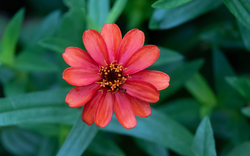 Many petaled orange red flower  from Chrome web store to be run with OffiDocs Chromium online