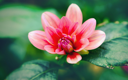 Many petaled red flower from Chrome web store to be run with OffiDocs Chromium online Many petaled red flower from Chrome web store to be run with OffiDocs Chromium online