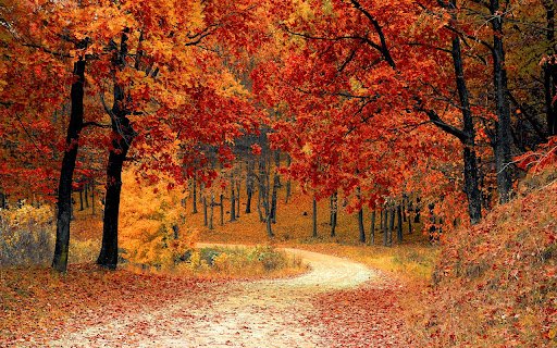 Maple forest  from Chrome web store to be run with OffiDocs Chromium online
