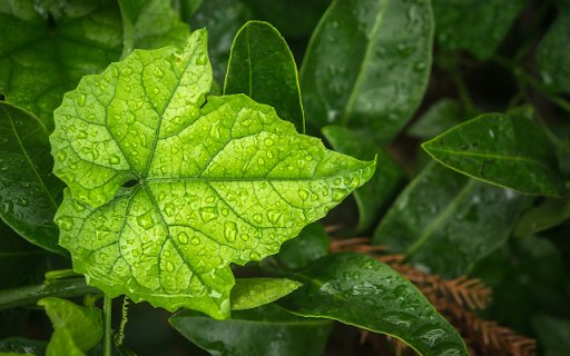 Maple Leaf After Rain Theme  from Chrome web store to be run with OffiDocs Chromium online