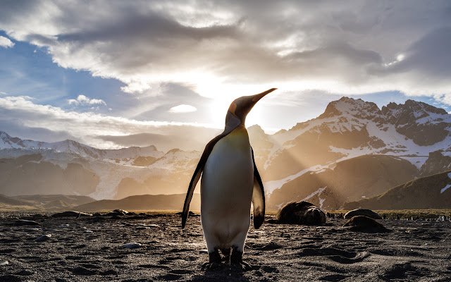 Chrome ウェブストアの Marketers Valley ペンギンのテーマは、OffiDocs Chromium online で実行されます